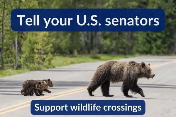 Environment America: Support wildlife crossings and save live