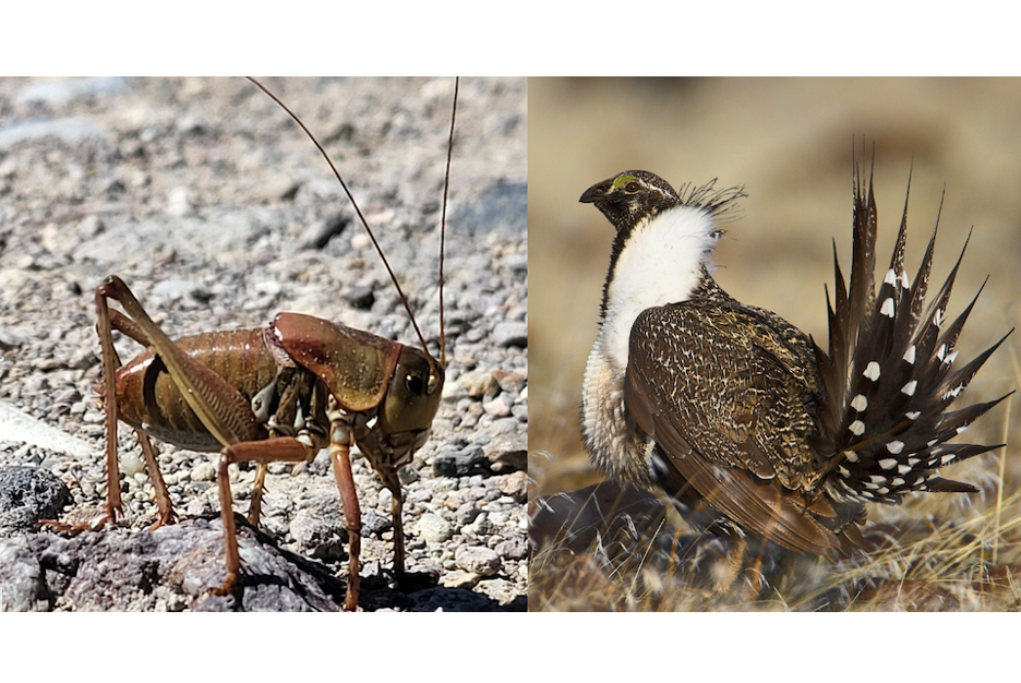 Center For Biological Diversity: Help Overhaul This Shady Pesticide-Spraying Program