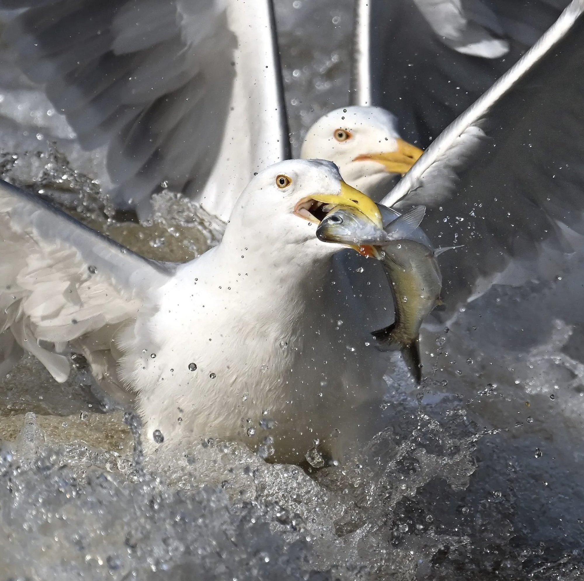 Inside Climate News: Herring and Herons: Signs of the Charles River’s Vast Improvement