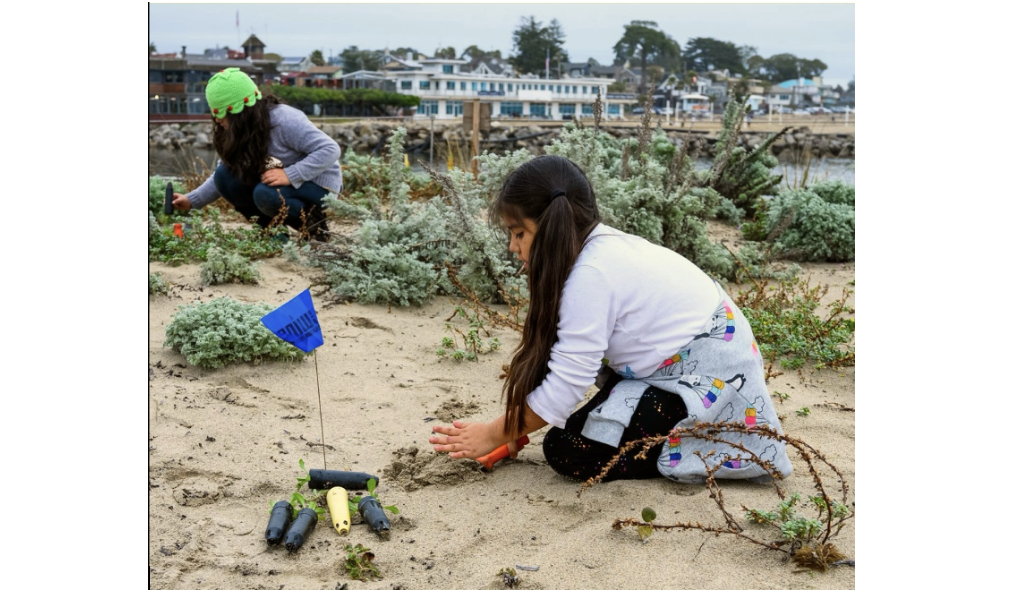 Groundswell Coastal Ecology: Seabright Beach Coastal Restoration, Aug 10, 9 am - Noon
