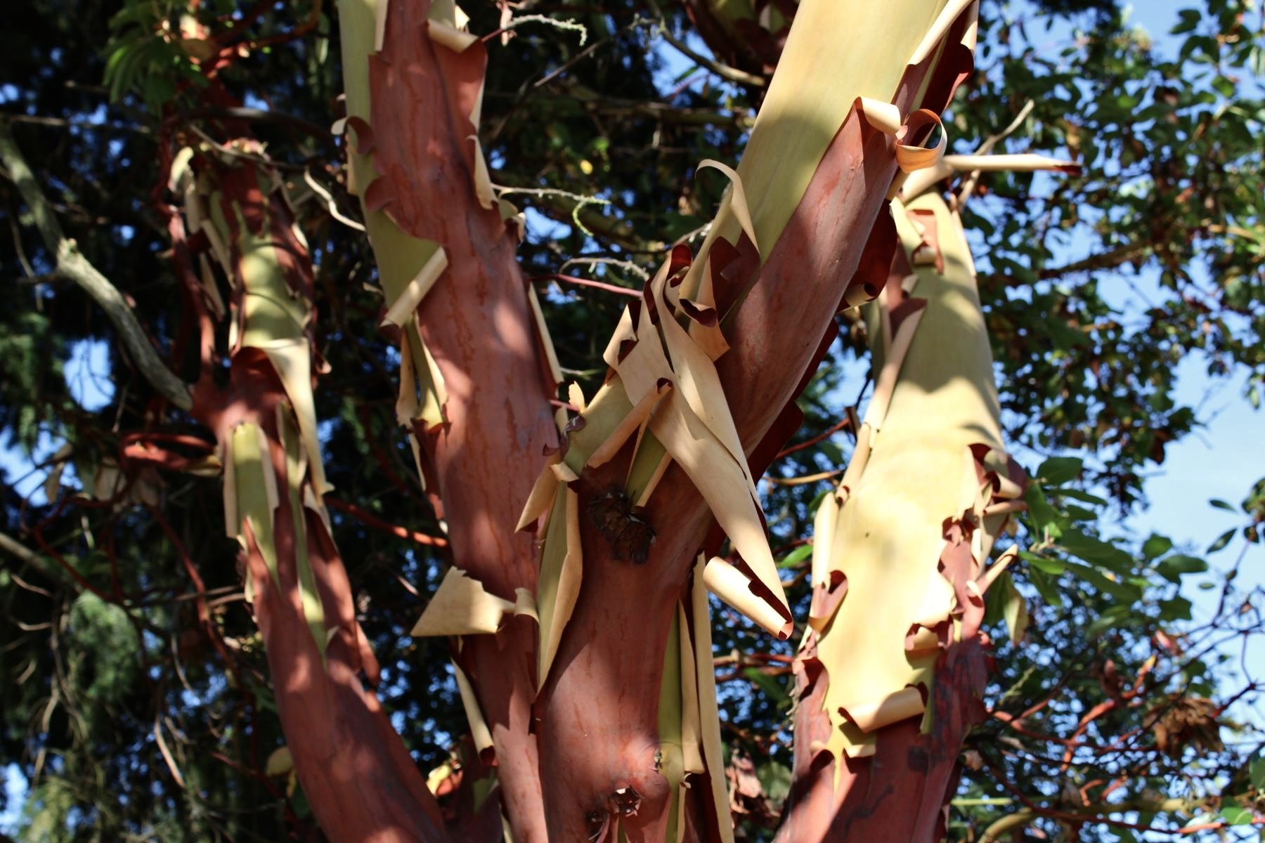 Henry Cowell state Park: Tree Identification Walk, Aug 29, 3 - 5 PM