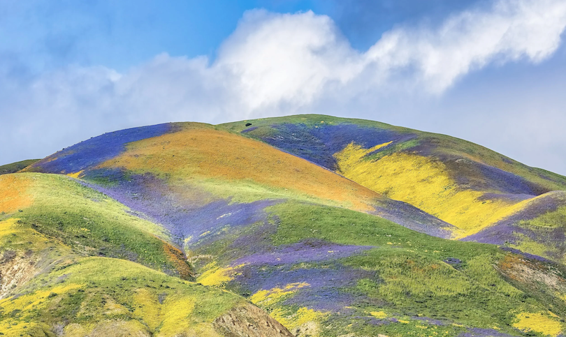 CalWild: Tell the BLM To Keep Oil and Gas Leasing Away from Carrizo Plain and Important Wildlife Habitat