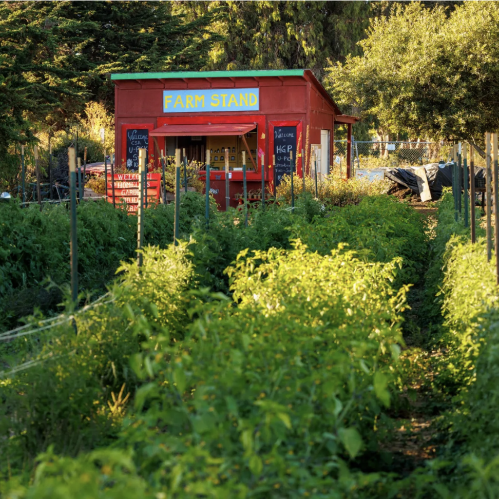 Lookout: Homeless Garden Project clears final roadblock to owning Natural Bridges Farm