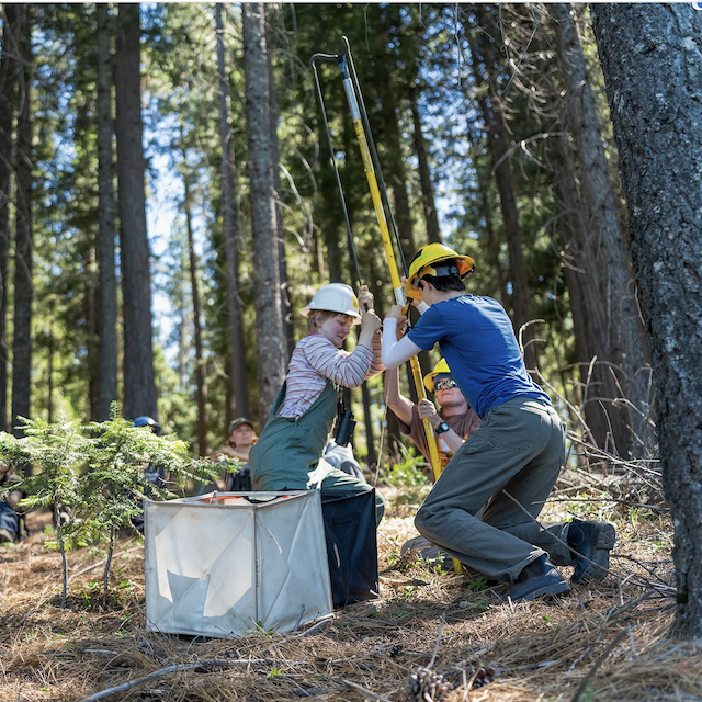 CalMatters: California can’t (currently) replant its forests fast enough to keep up with wildfires