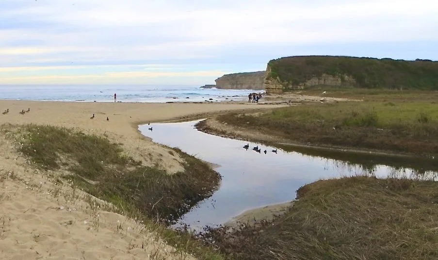 Calif Native Plant Society Santa Cruz Chapter: Habitat Restoration at Baldwin Creek, Wilder Ranch, Aug 8, 10 am - 1 pm