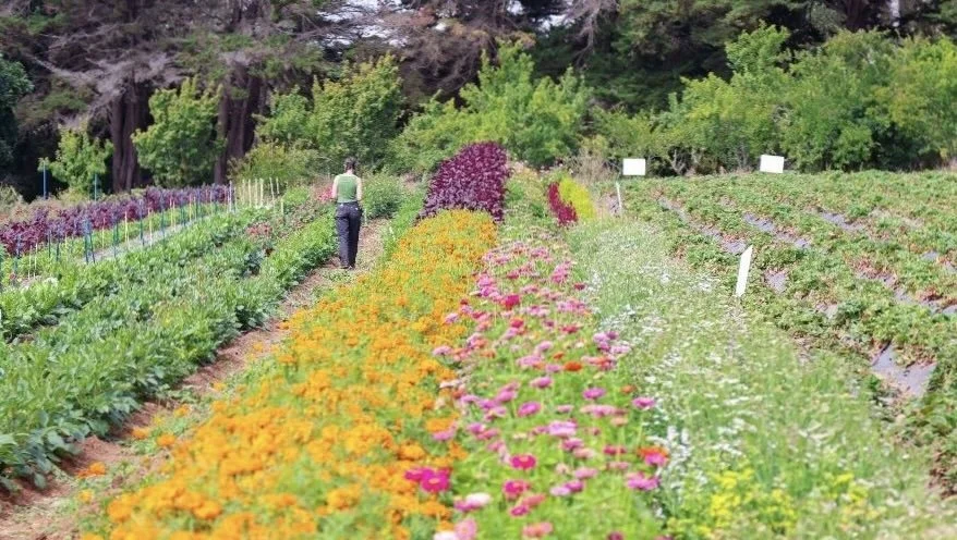 UCSC Farm: Farm to Fork Benefit Dinner, Aug 29, 4 - 9 pm