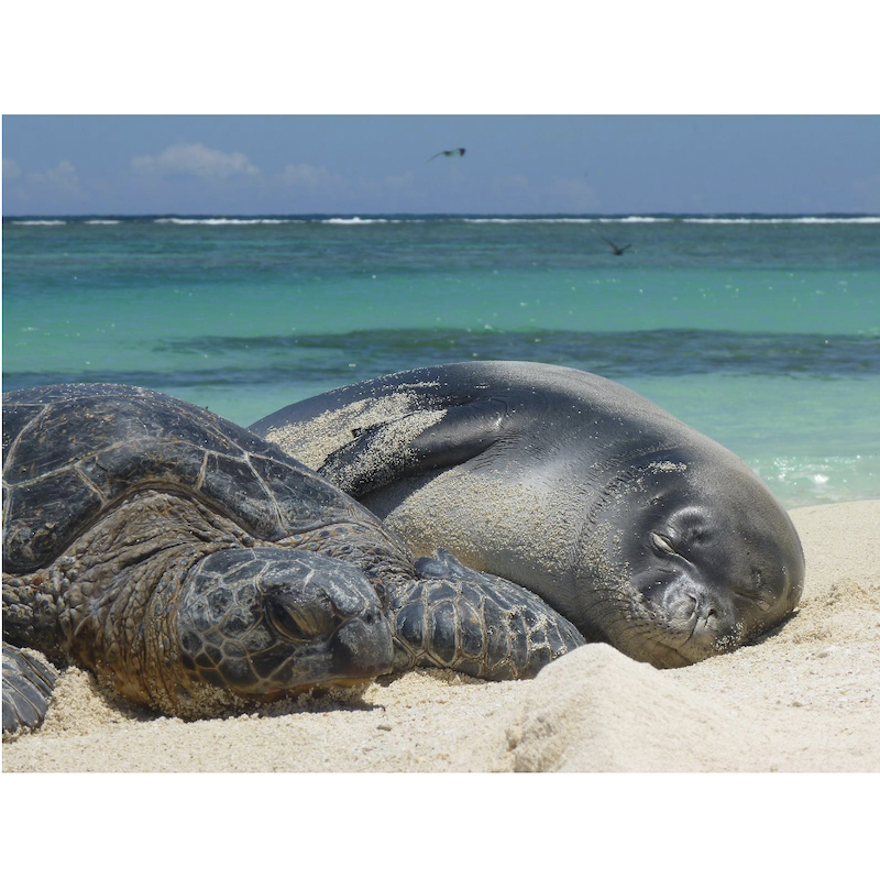 Inside Climate News: Trump Promotes Commercial Fishing in Protected Pacific Marine National Monuments