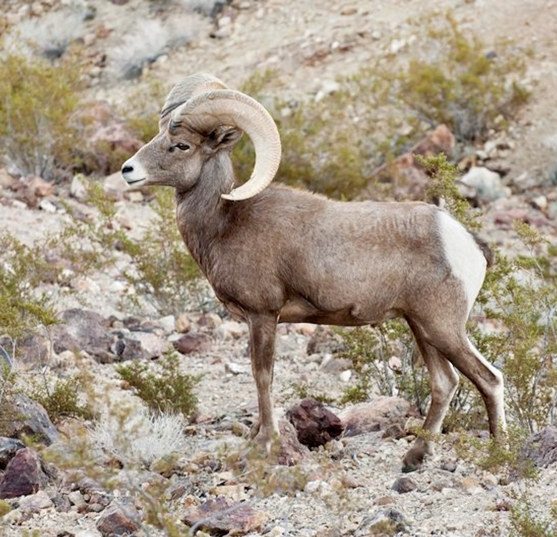 Center For Biological Diversity: Suit Targets Trump Plan to Drain Mojave Desert