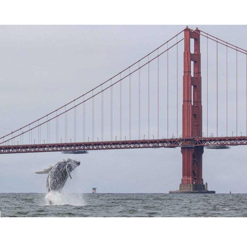 Inside Climate News: Can Tech Keep Whales Safe From Deadly Vessel Strikes?