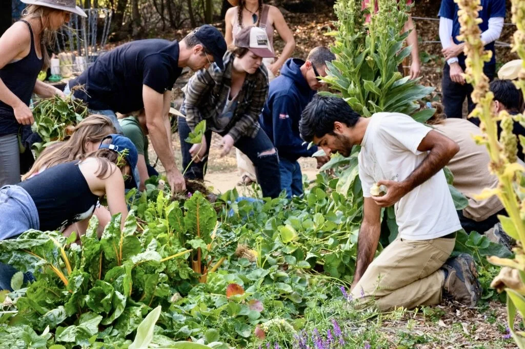 Santa Cruz Permaculture: Intro To Permaculture, Sept 3, Noon - 1 PM