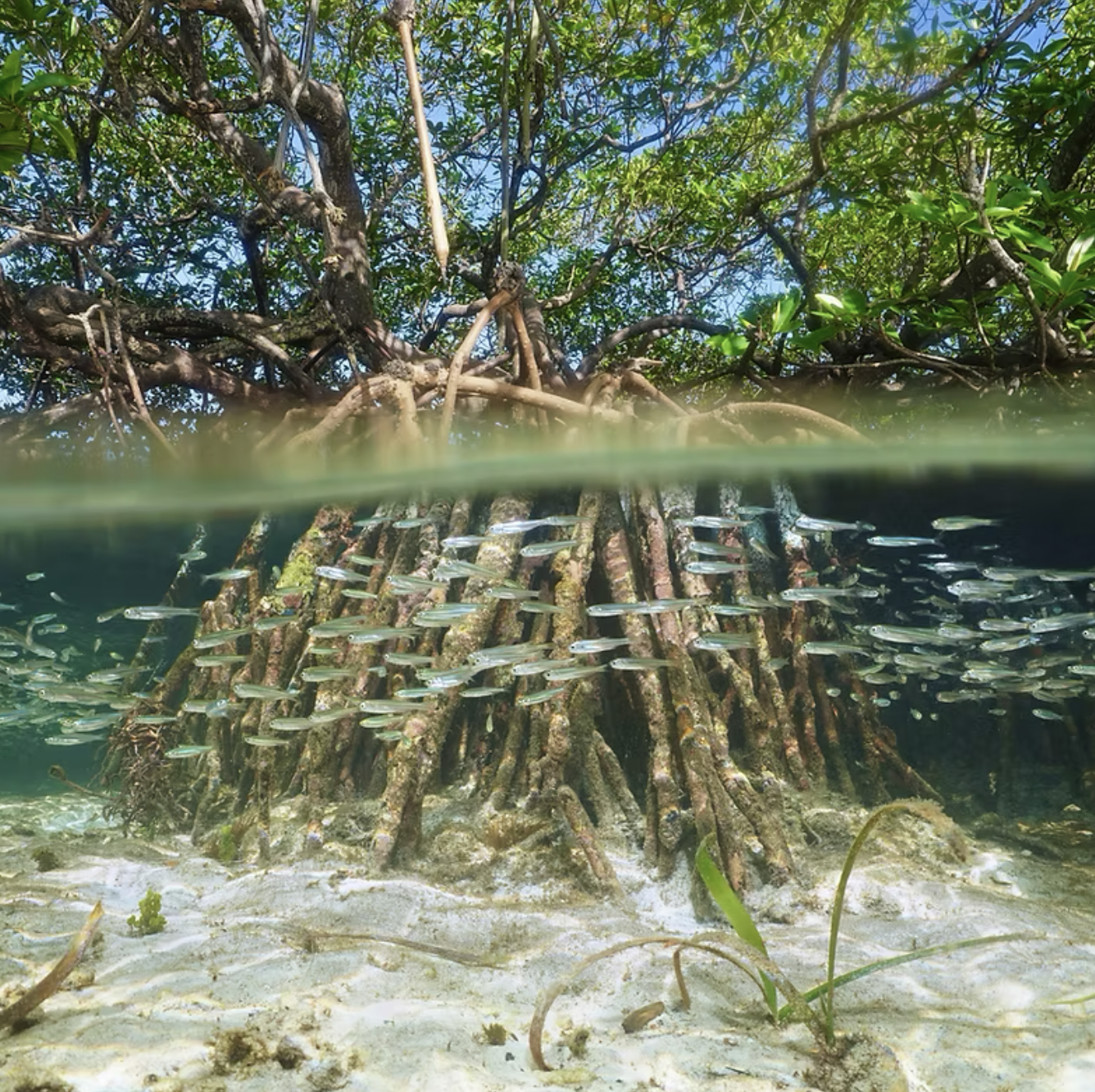 Happy Eco News: Global Mangrove Forest Recovery Confirmed by Four Decades of Satellite Data Showing Unexpected Expansion