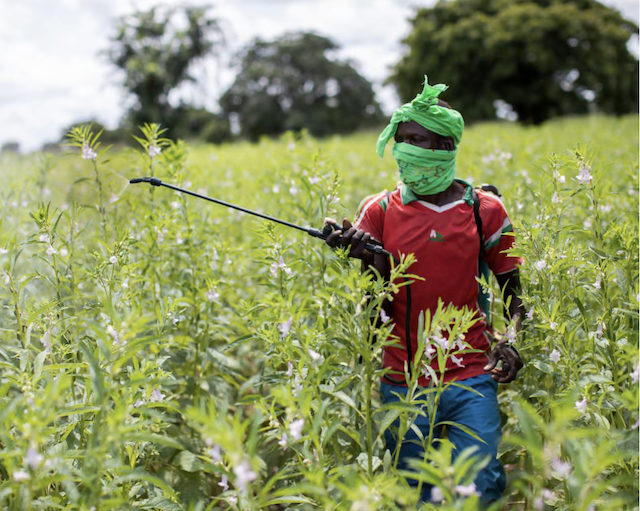 Guardian: Almost half of world’s farmers poisoned by pesticides every year, experts find