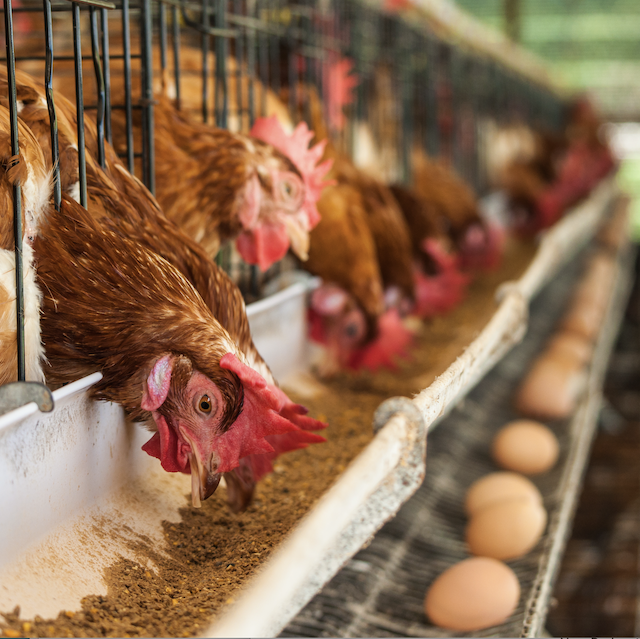 Happy Eco News: EU Cage-Free Farming Legislation Moves Closer to Reality 