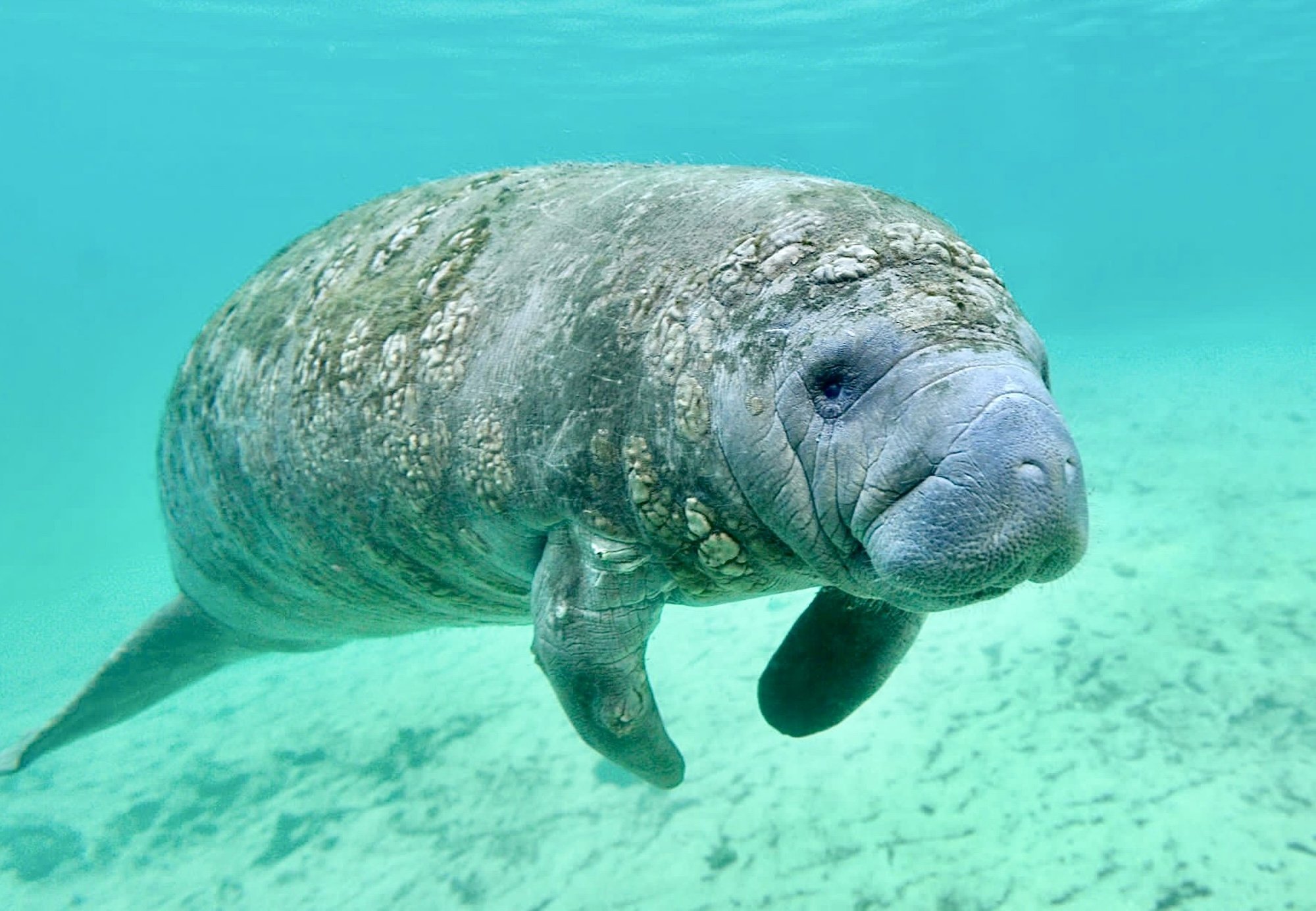 Endangered Species Coalition: Oppose the Endangered Species Amendments Act of 2025