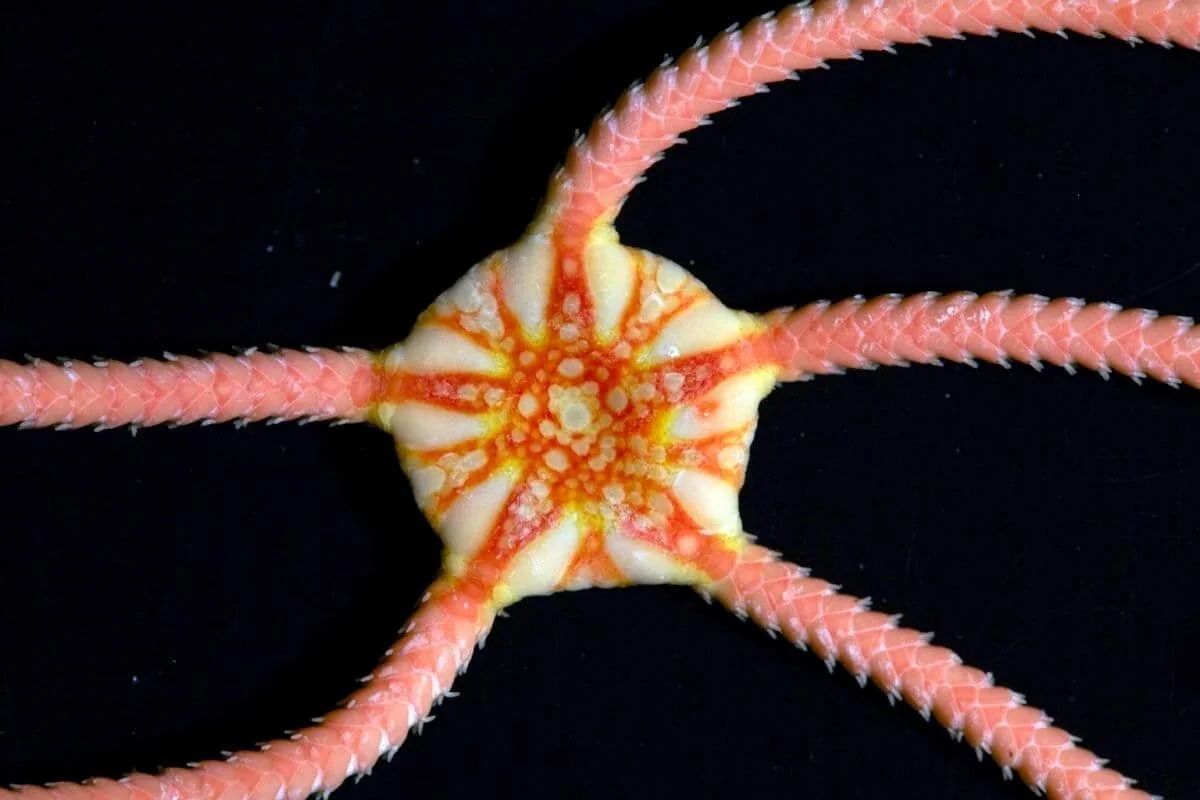 Climate Action Now: Scientific expedition has discovered 149 new species in the deep-sea abyssal sea floor