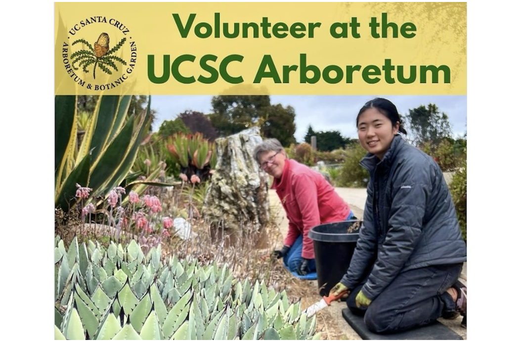 UCSC Arboretum: Volunteer Information Session, Oct 13 (Monthly on 2nd Tuesday), 10 – 11am
