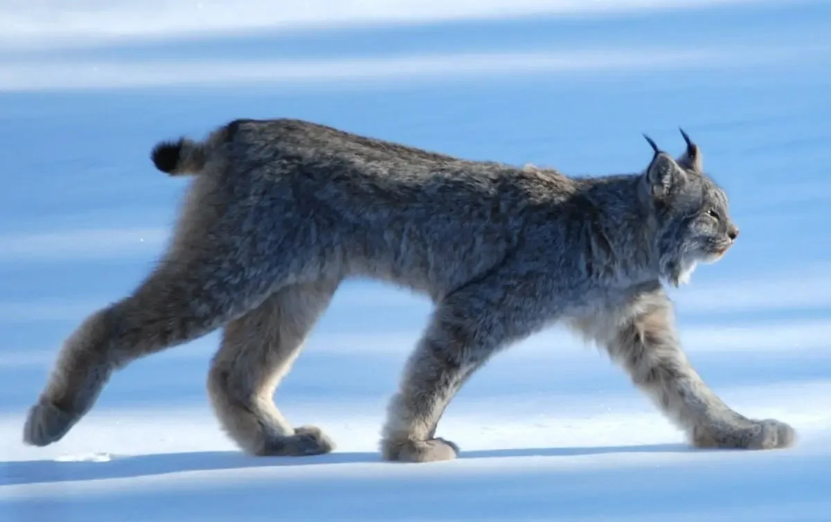 Center For Biological Diversity: Massive Attack on the Endangered Species Act