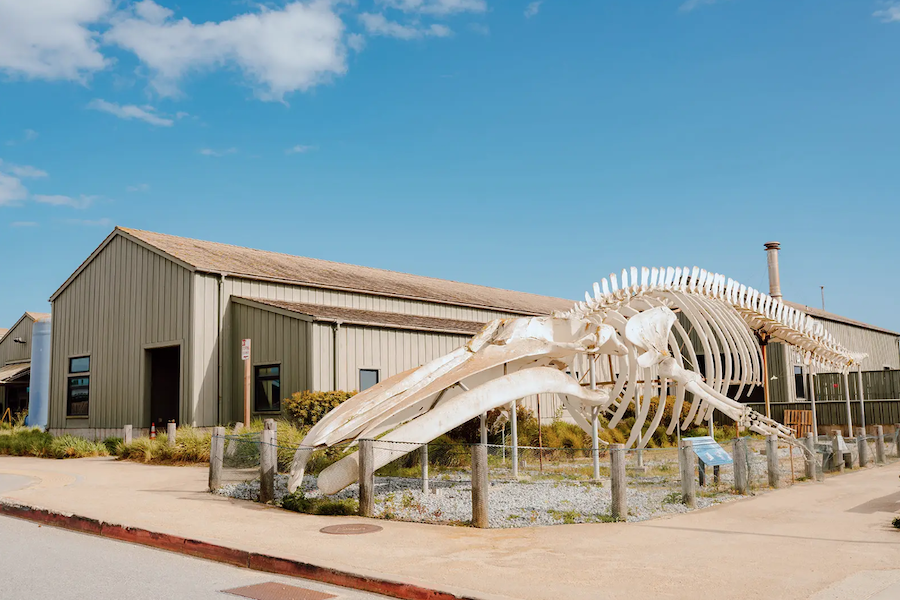 Seymour Marine Discovery Center: Marine Science Fest - Ms. Blue Returns!, Nov 8, 11 AM – 3 PM