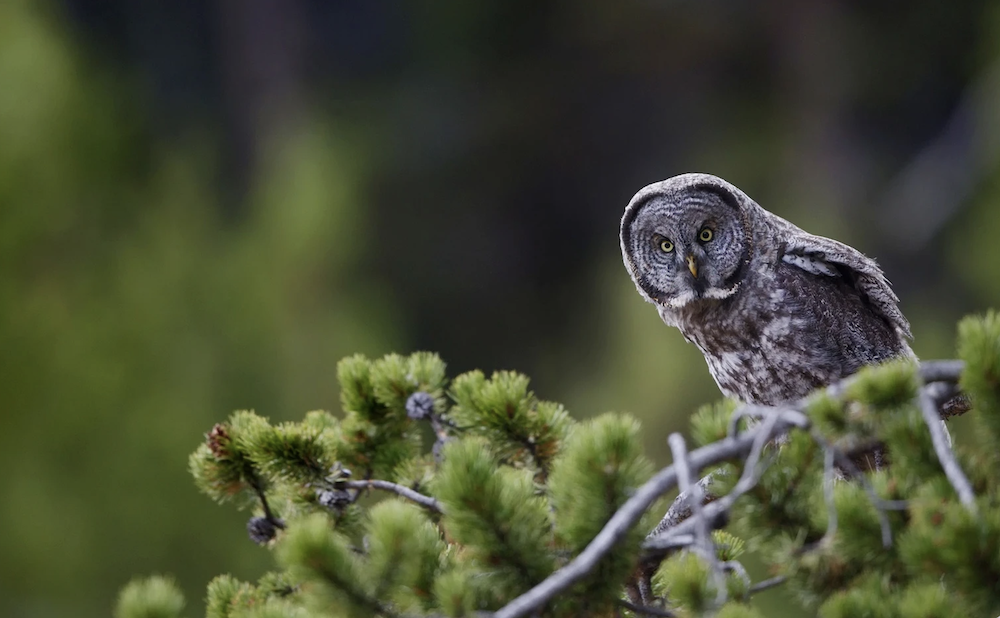 National Wildlife Fund: National Park Service considering providing Yosemite Park land to developer