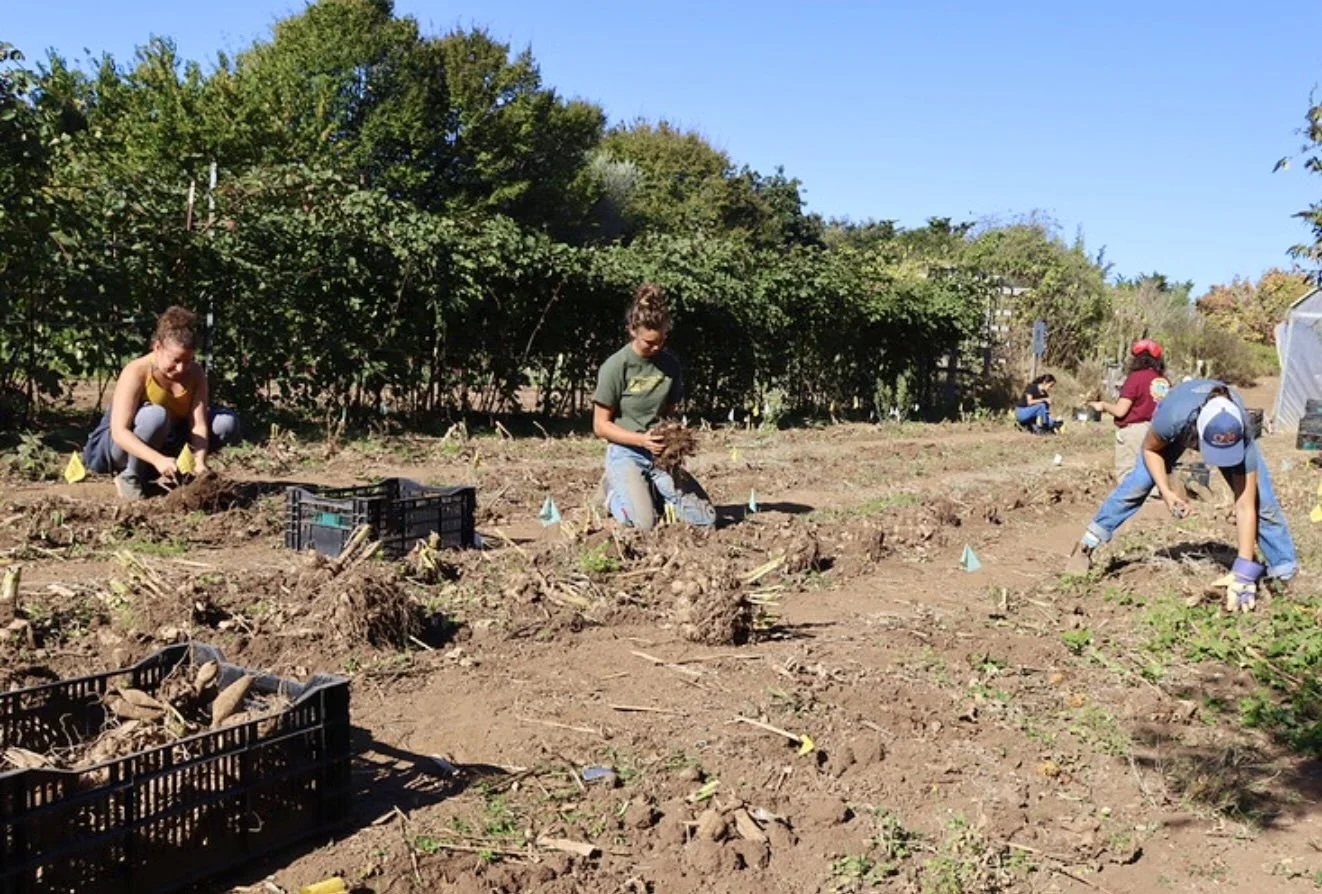 UCSC Center For Agroecology: Farm Volunteer Workday, Nov 14, 9 AM – 12 PM