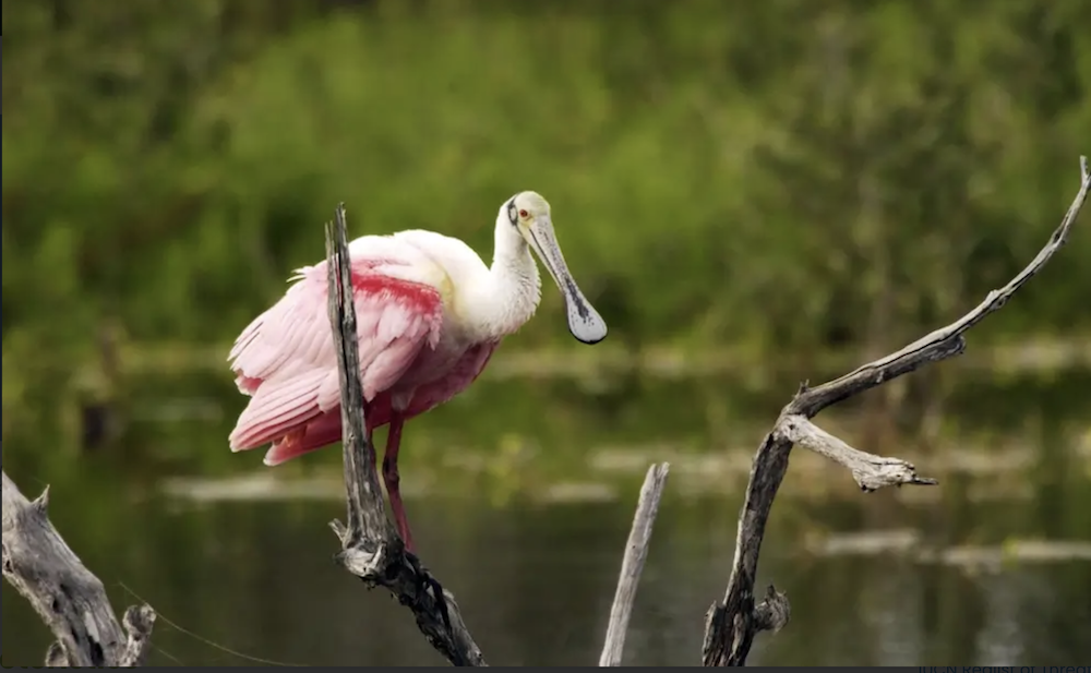 National Wildlife Fund: Protect Roseate Spoonbills From Spaceport Construction and Rocket Launch Debris