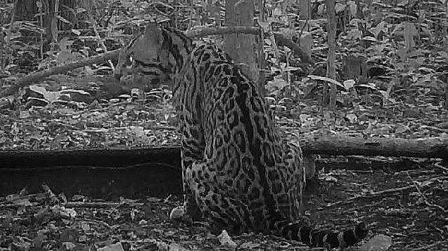 Ocelot using water drinker in Calakmul