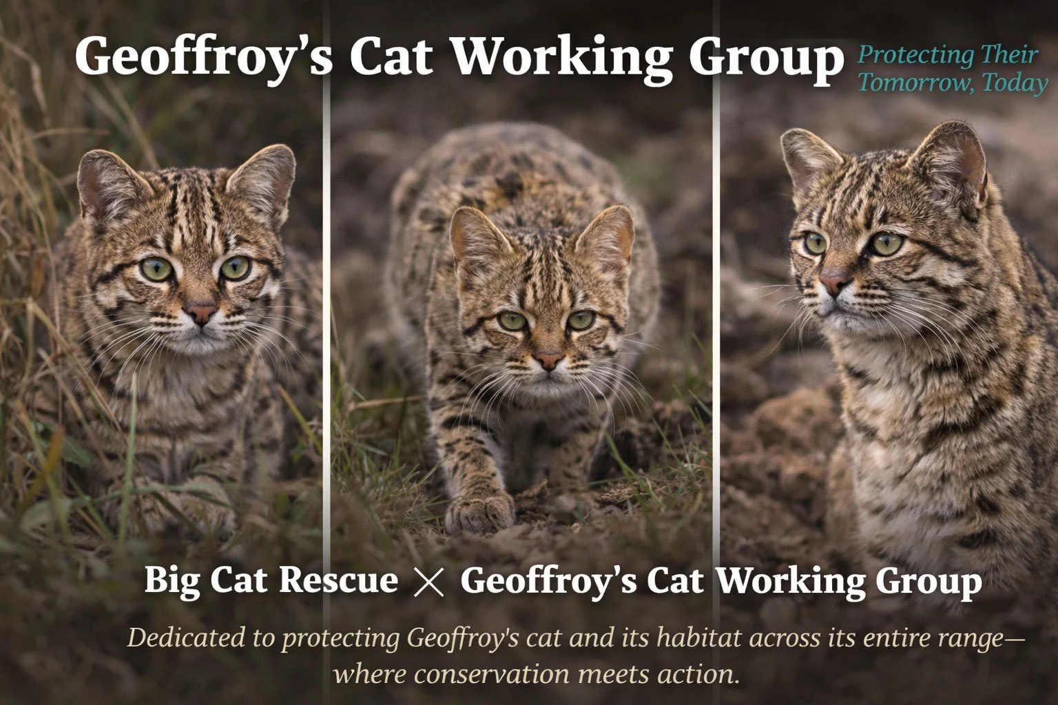 Geoffroy’s Cat Working Group