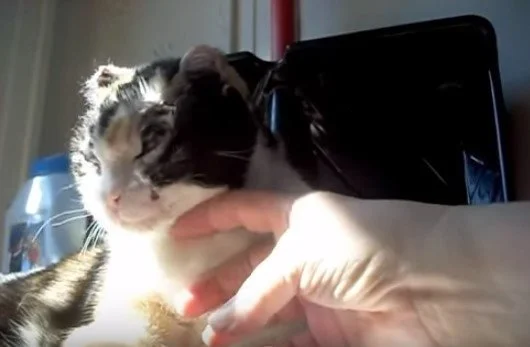 Animal Intelligence and Heroism