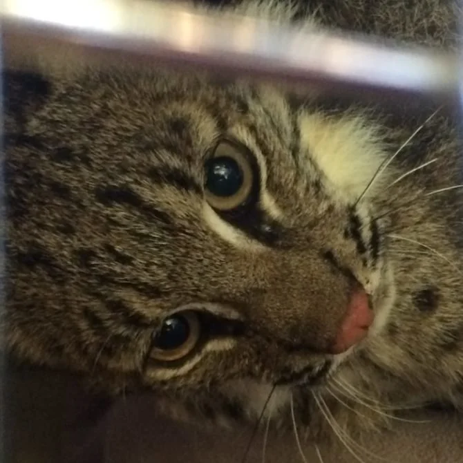 Bearing Witness When It Is Unbearable