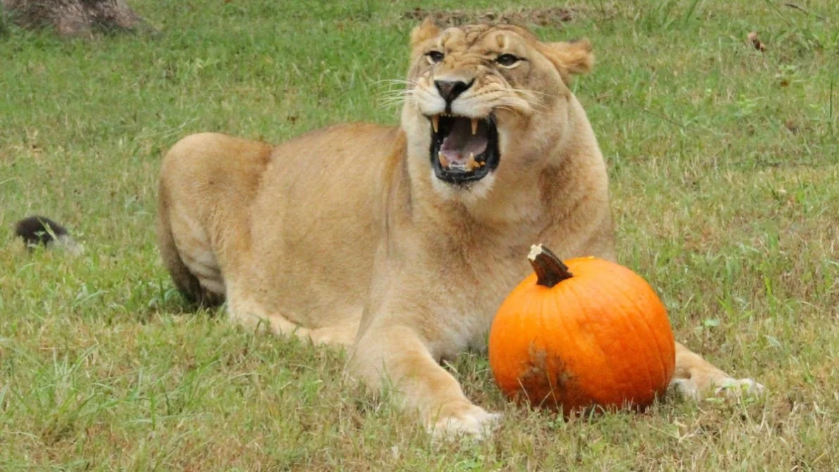 big cat attacks before 2000