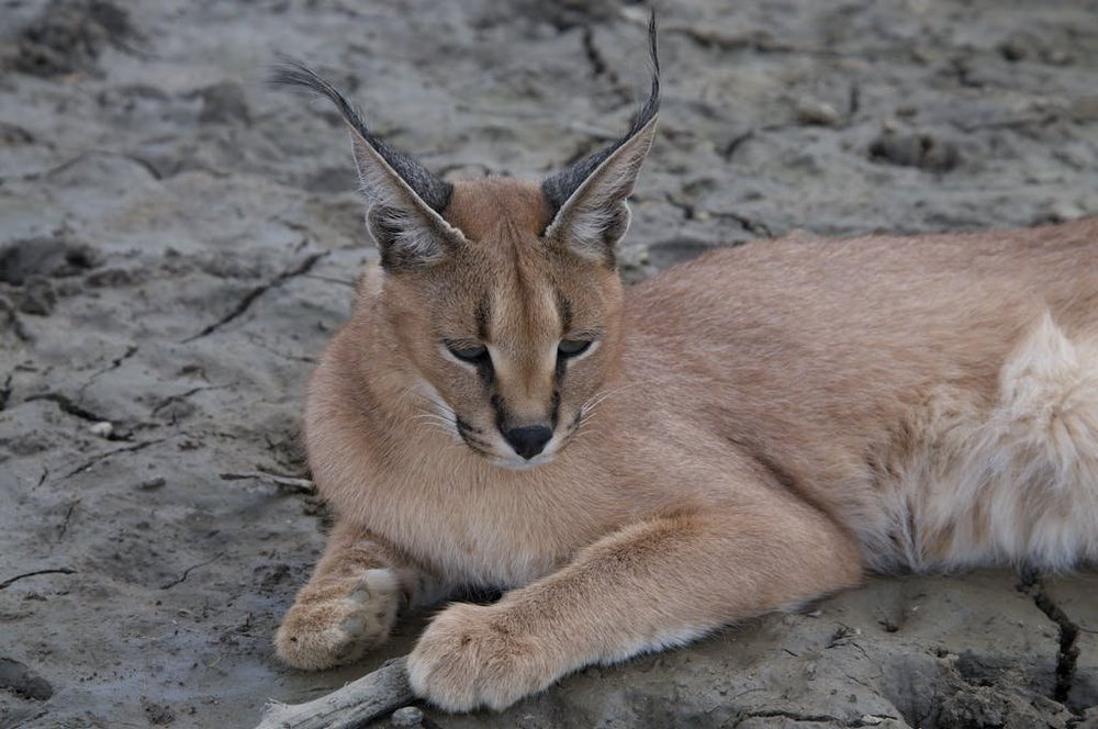 Caracal Facts | Big Cat Rescue | Wild cats in the wild: Our