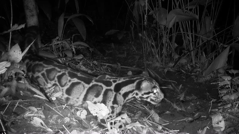 Clouded Leopard Cub and Mother