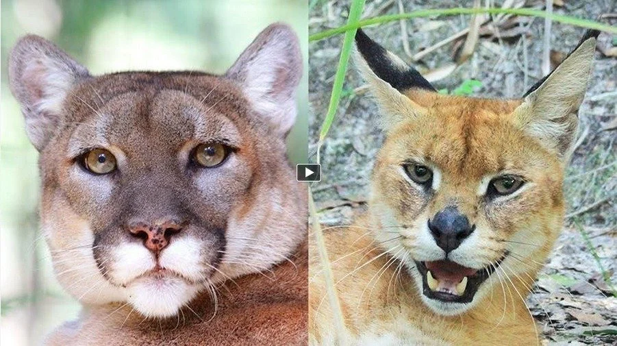 Cougar & Caracal/Serval Hybrid Rescued! - Sanctuary Closes