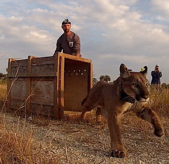 Florida Panther Update June 19 2014