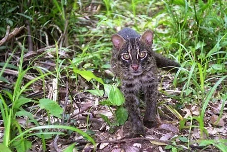 Iriomote Cat Facts