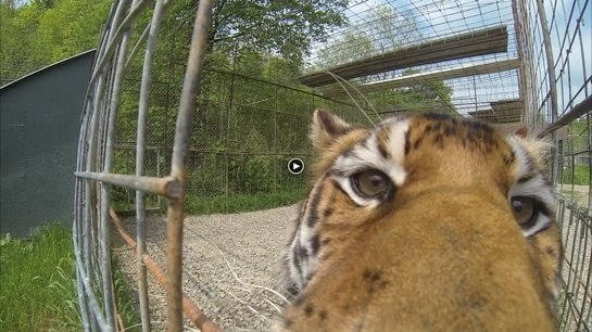 JnK Rescue Photos via IFAW