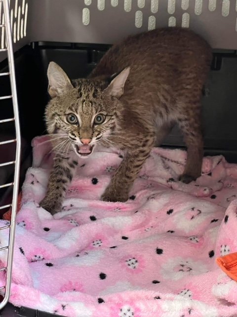 Kekoa bobcat