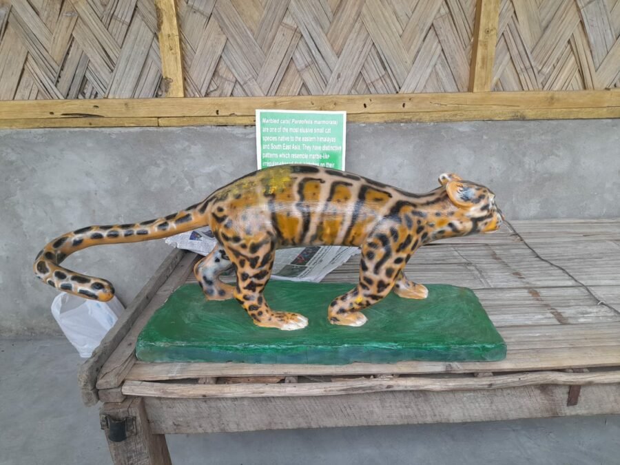Marbled Cat Conservation