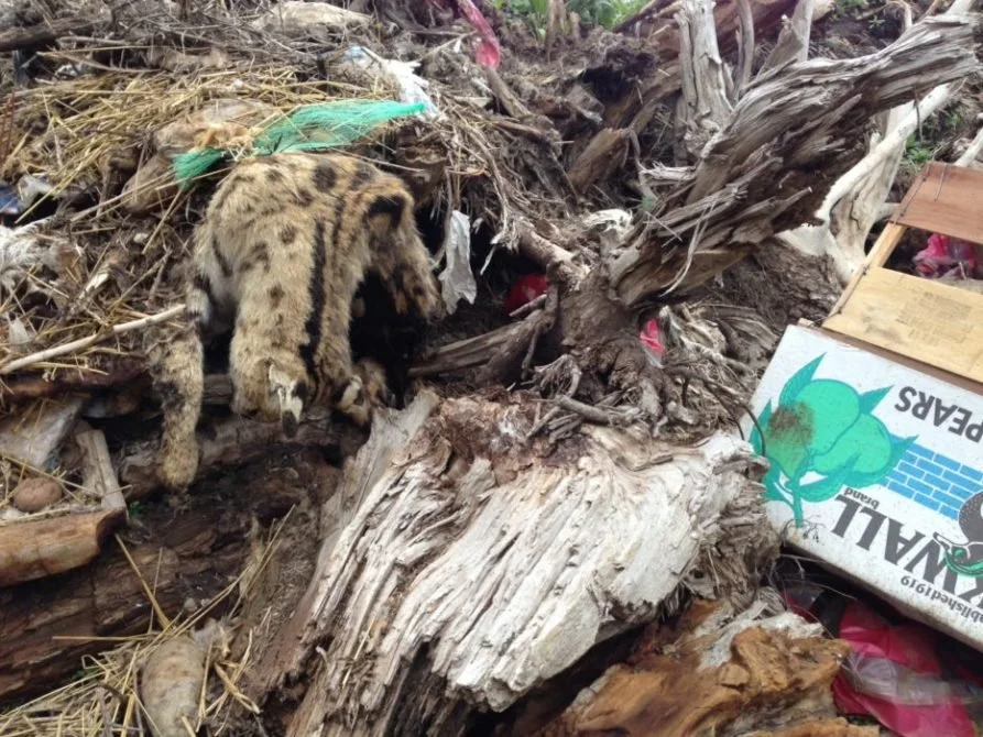 Most Daring Rescue Ever!