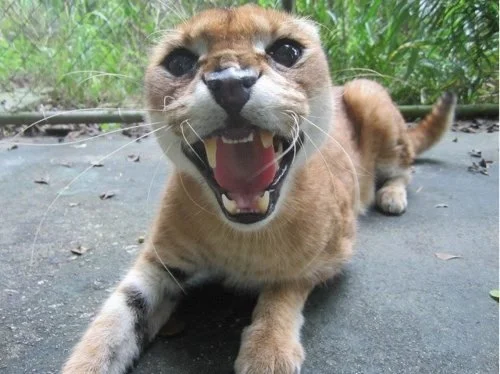 Reintroducing Big Cats