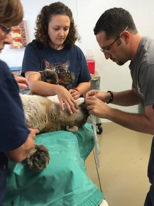 Reisa Cougar Paw Project