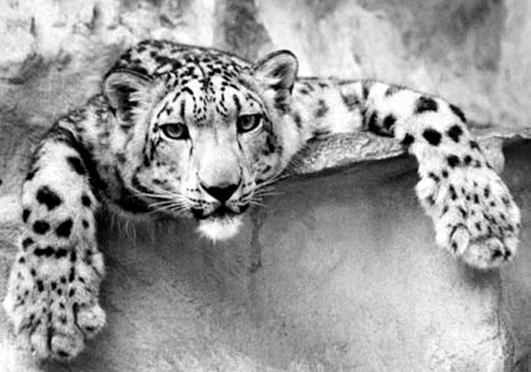 Save Snow Leopards