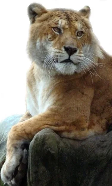 What is a Tigon?