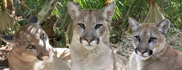 Why is the FWC Giving up on the Florida Panther?