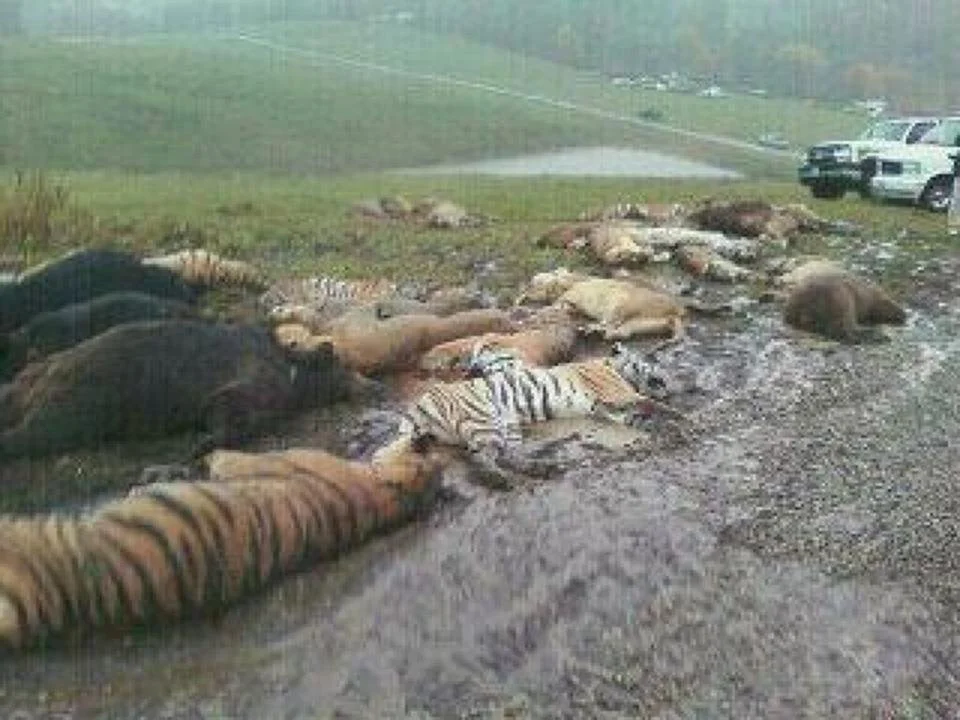 Zanesville Owner Releases Wild Animals Commits Suicide