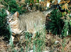 Wildcat Example Asian and African Wildcat Facts: Habitat, Population, Threats and ...