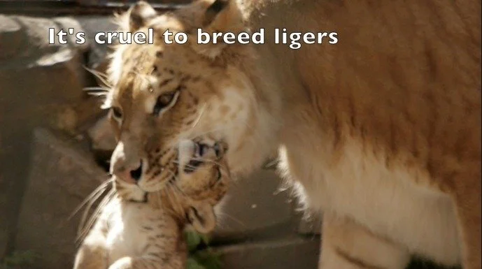 Liligers | Big Cat Rescue | Wild cats in the wild: Our mission, their ...