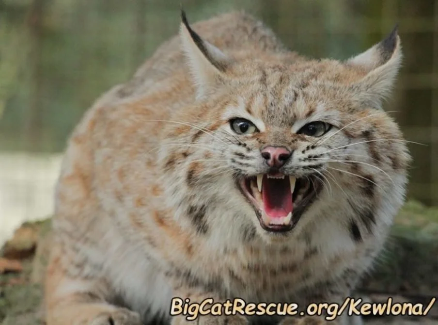 BIG CATS MAKE BAD PETS