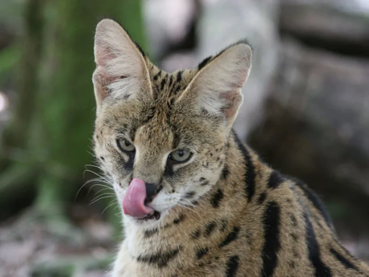 Daisy Big Cat Rescue Wild cats in the wild Our mission, their future.