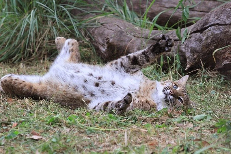 Moses | Big Cat Rescue | Wild cats in the wild: Our mission, their future.